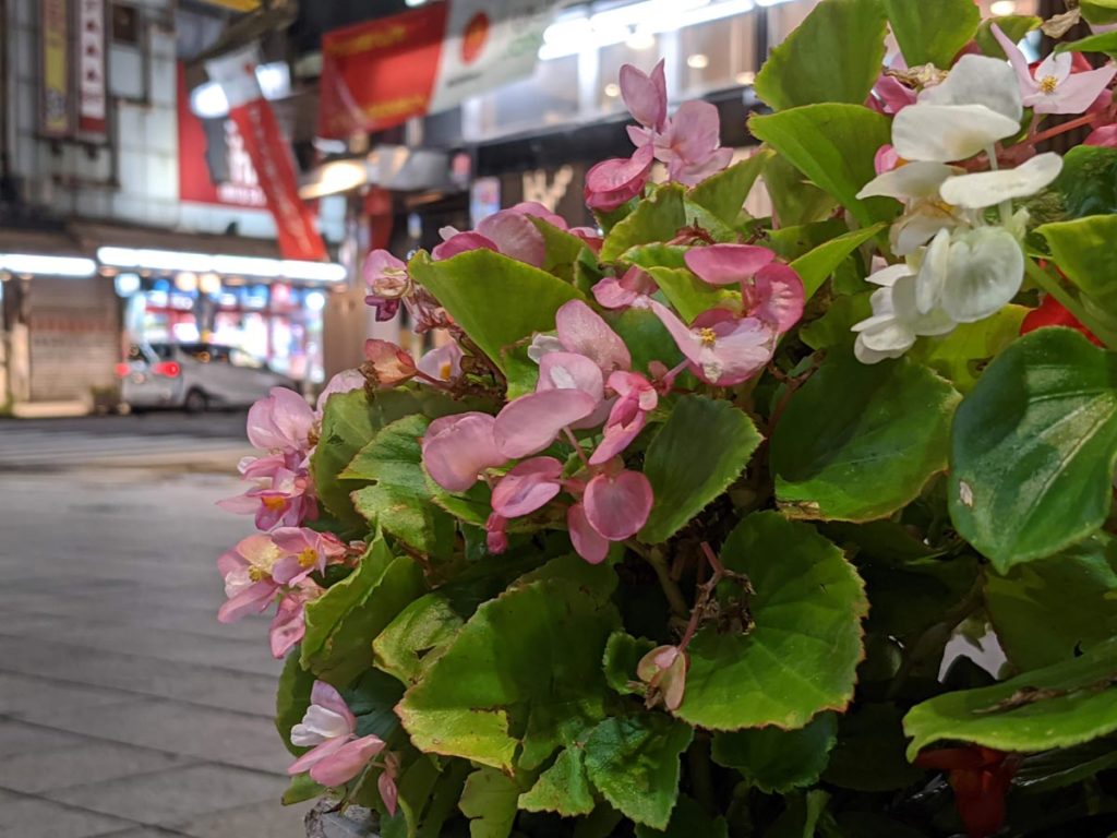 Pixel4aで夜の花を撮影