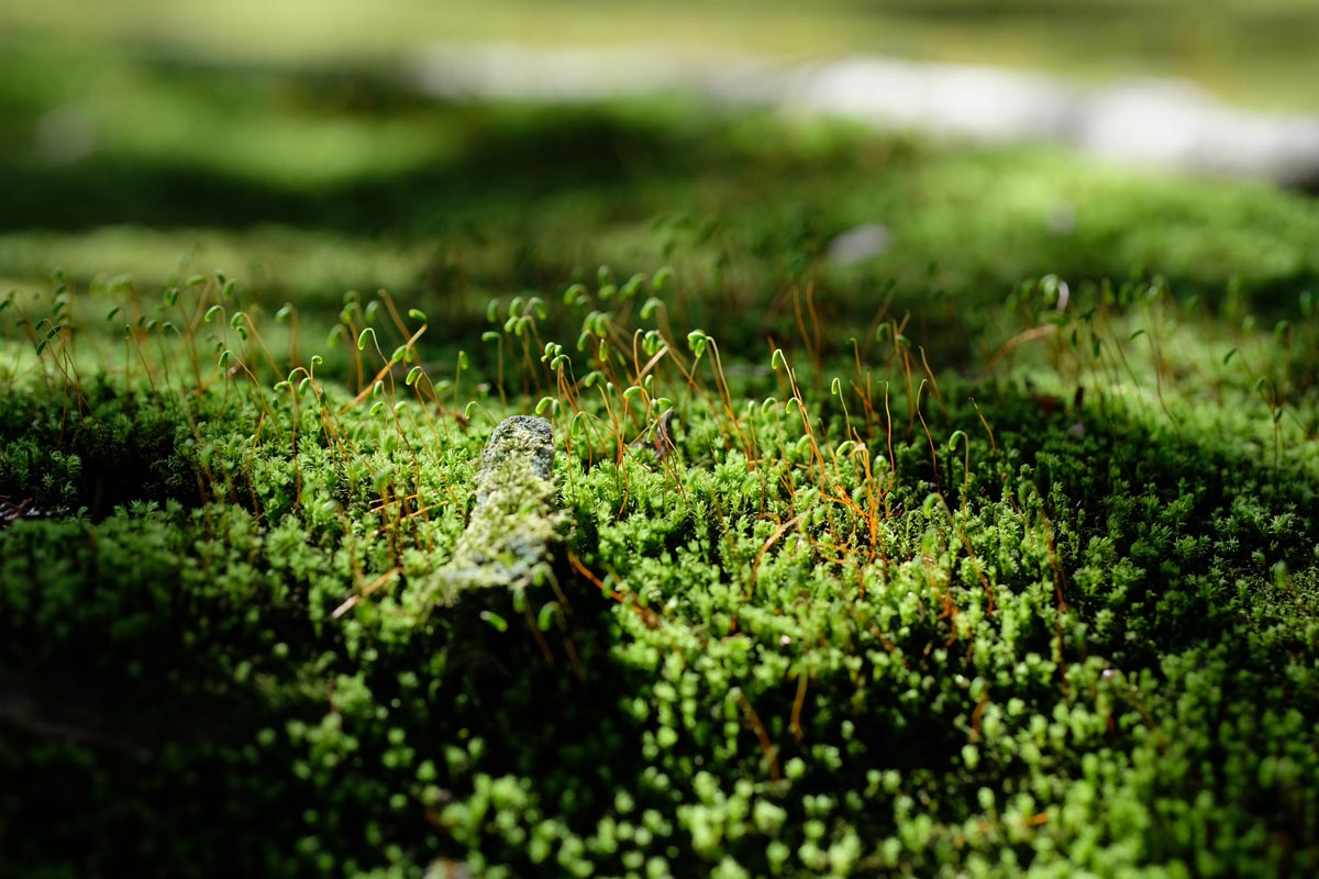 XF90mmF2で苔を撮影