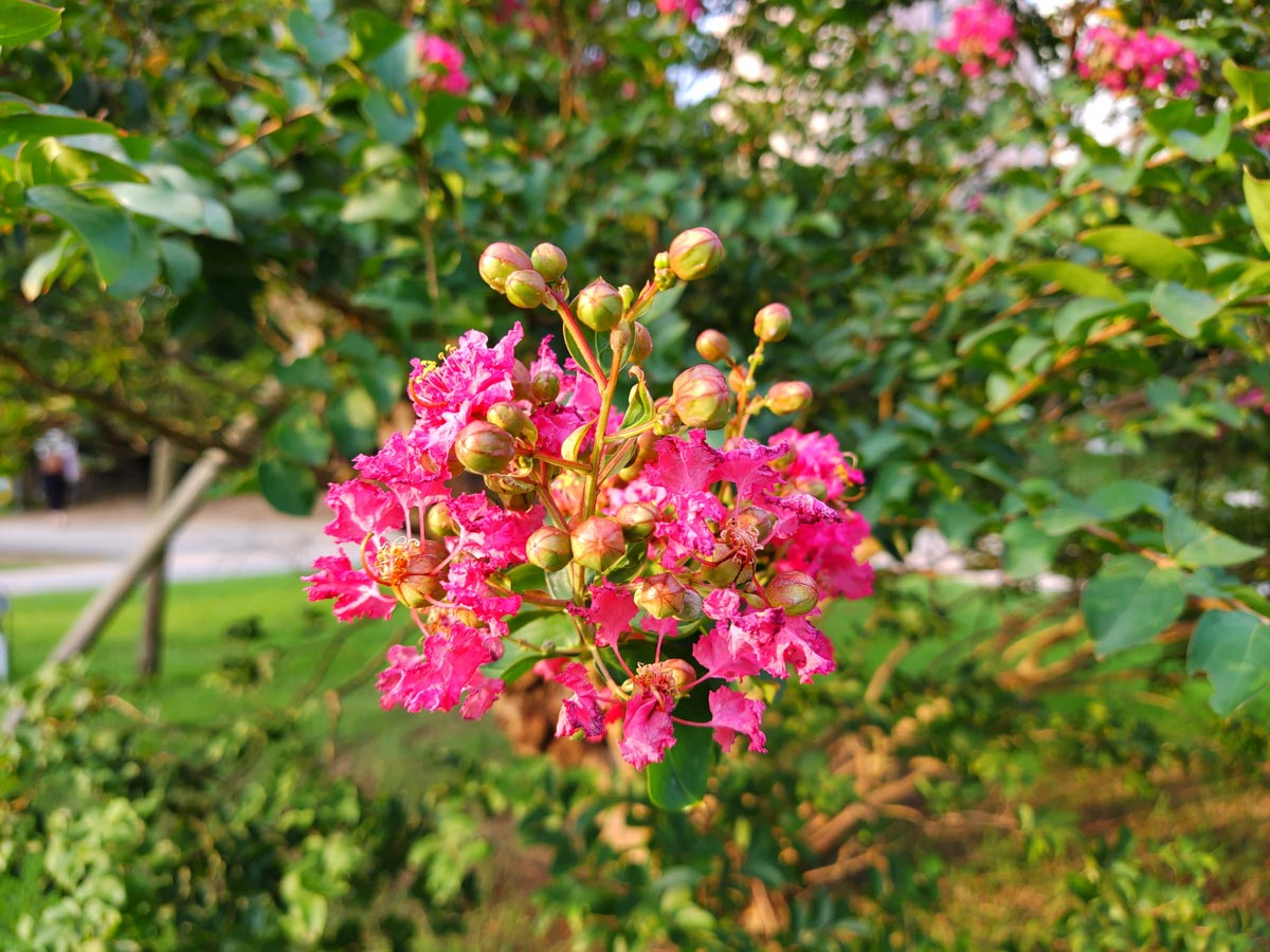 arrows 5G 標準カメラで撮影したピンクの花