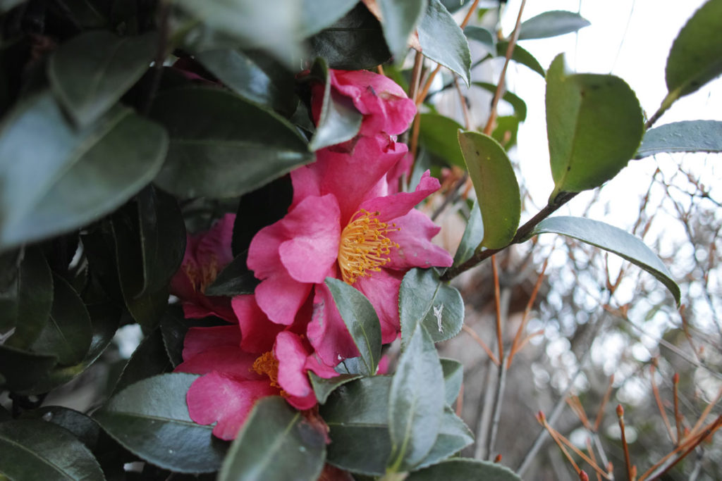 SIGMA dp1 Quattro ピンクの花
