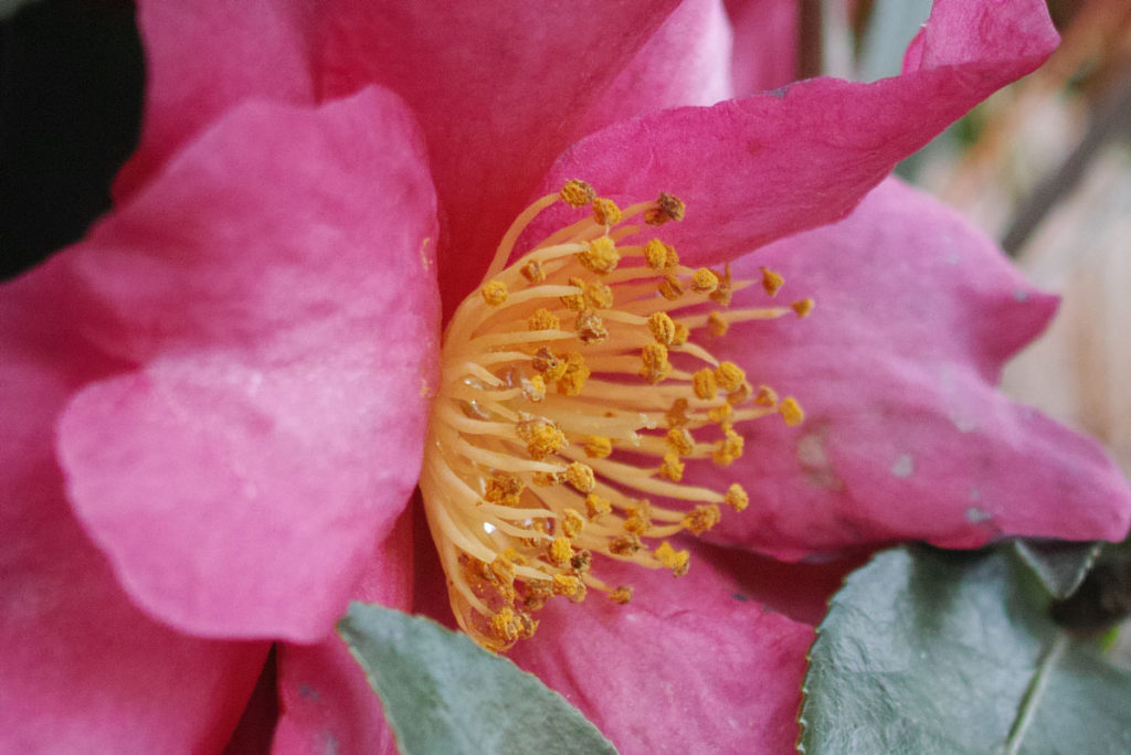 SIGMA dp1 Quattro ピンクの花 接写