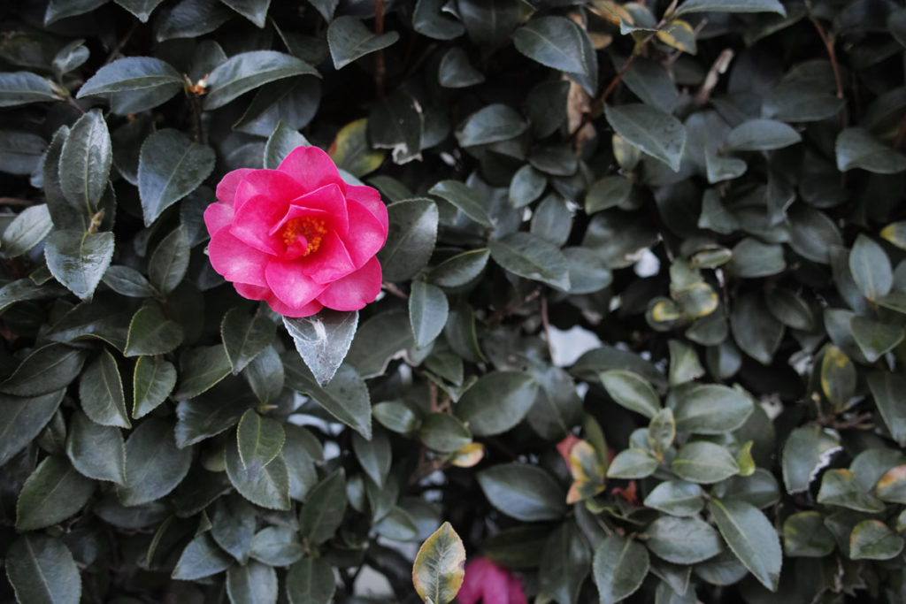 SIGMA dp1 Quattro