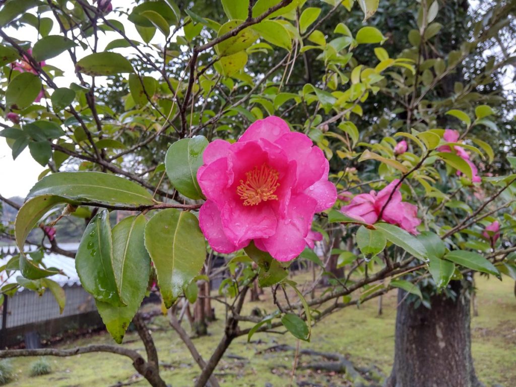 AQUOS sense4 広角カメラでピンクの花を撮影