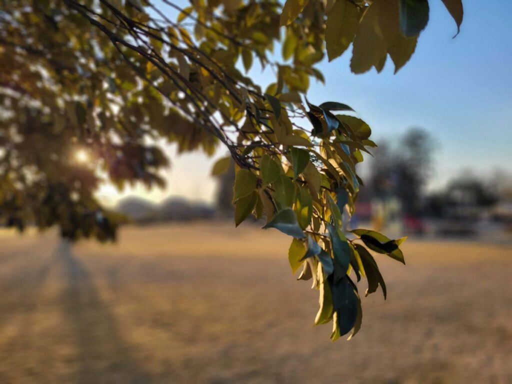 Galaxy S21 ポートレートモード1倍