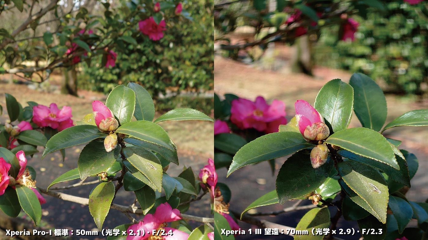 Xperia PRO-IとXperia 1 Ⅲ 望遠カメラで花を撮影