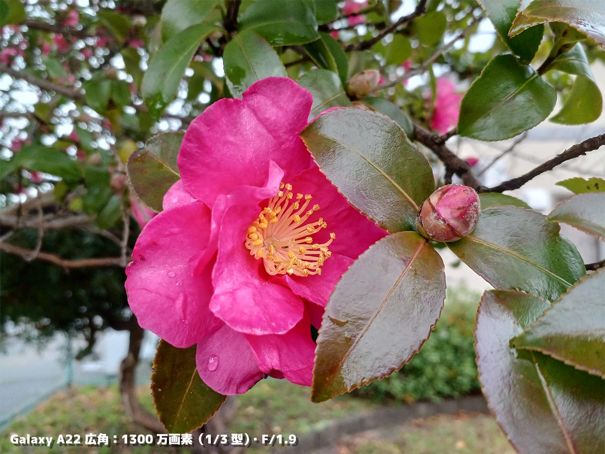 Galaxy A22 リアカメラでピンクの花を撮影