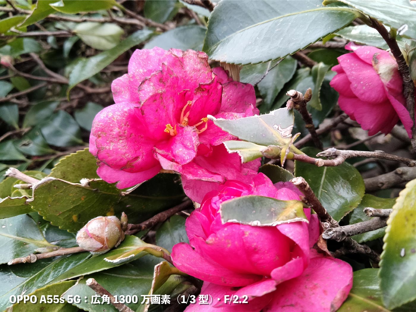 OPPO A55s 5G 広角カメラ 花を撮影
