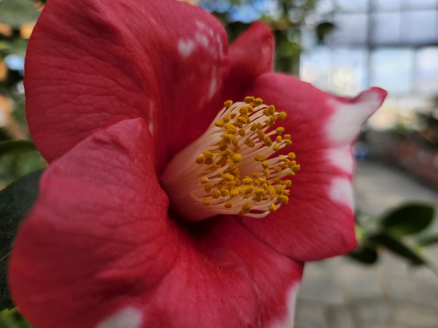 Galaxy S22 広角カメラでピンクの花を撮影