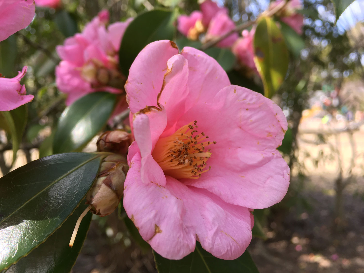 iPhone SE(第1世代)ピンクの花を撮影