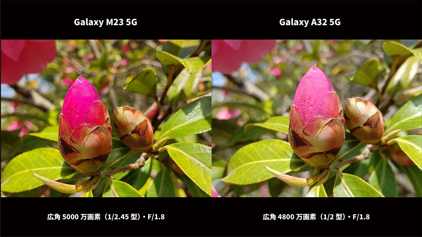 Galaxy M23・A32 広角カメラ画質比較(椿の蕾)