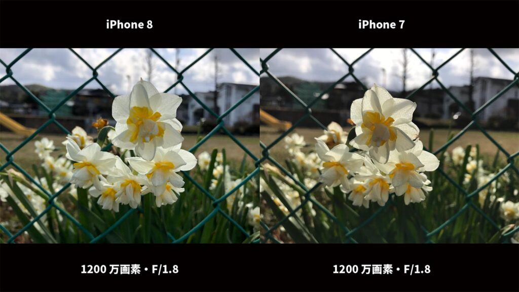 iPhone 8、iPhone 7 広角カメラ画質比較(花)