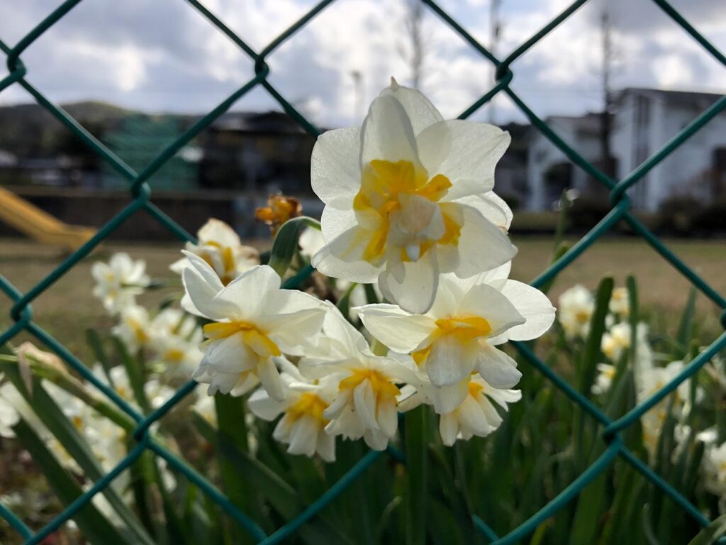 iPhone 8 広角カメラで花を撮影