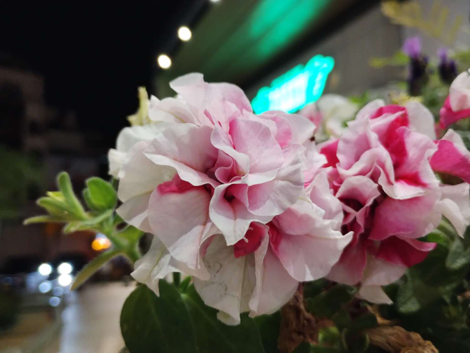 moto g52j 5G 広角カメラで夜の花を撮影