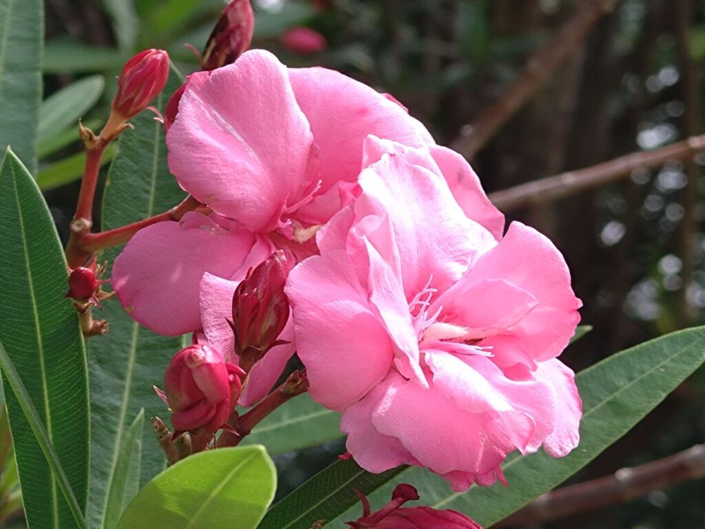Xperia 10 IV 望遠カメラでピンクの花を撮影