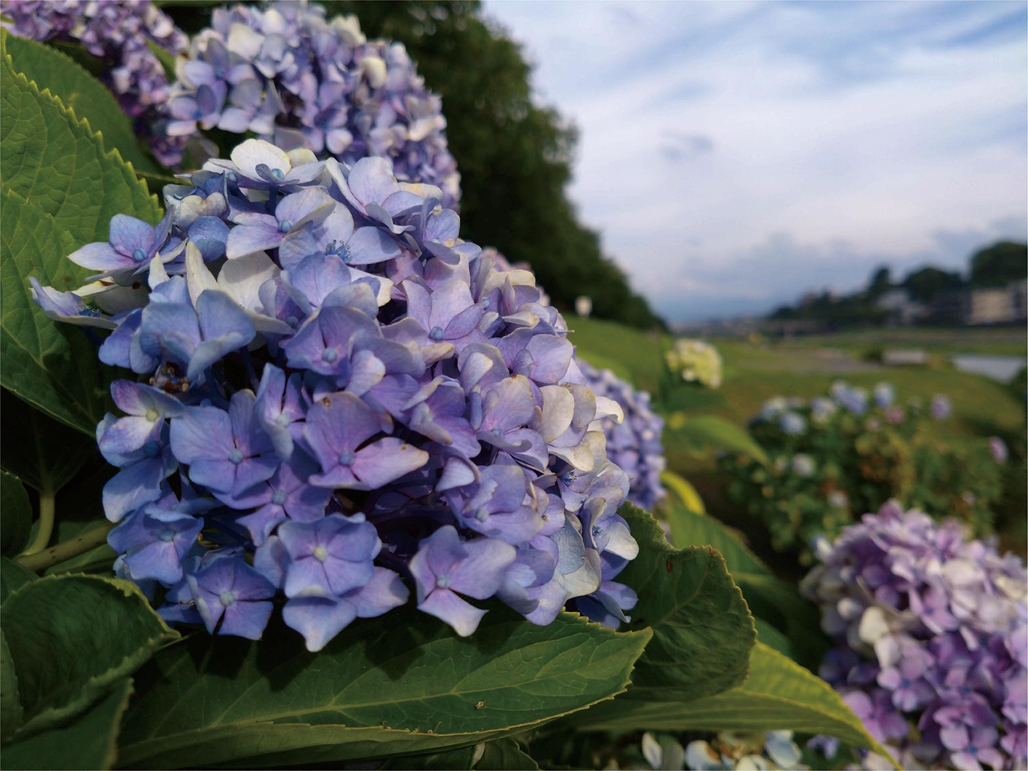 Xperia 10 IV 広角カメラで紫陽花を撮影
