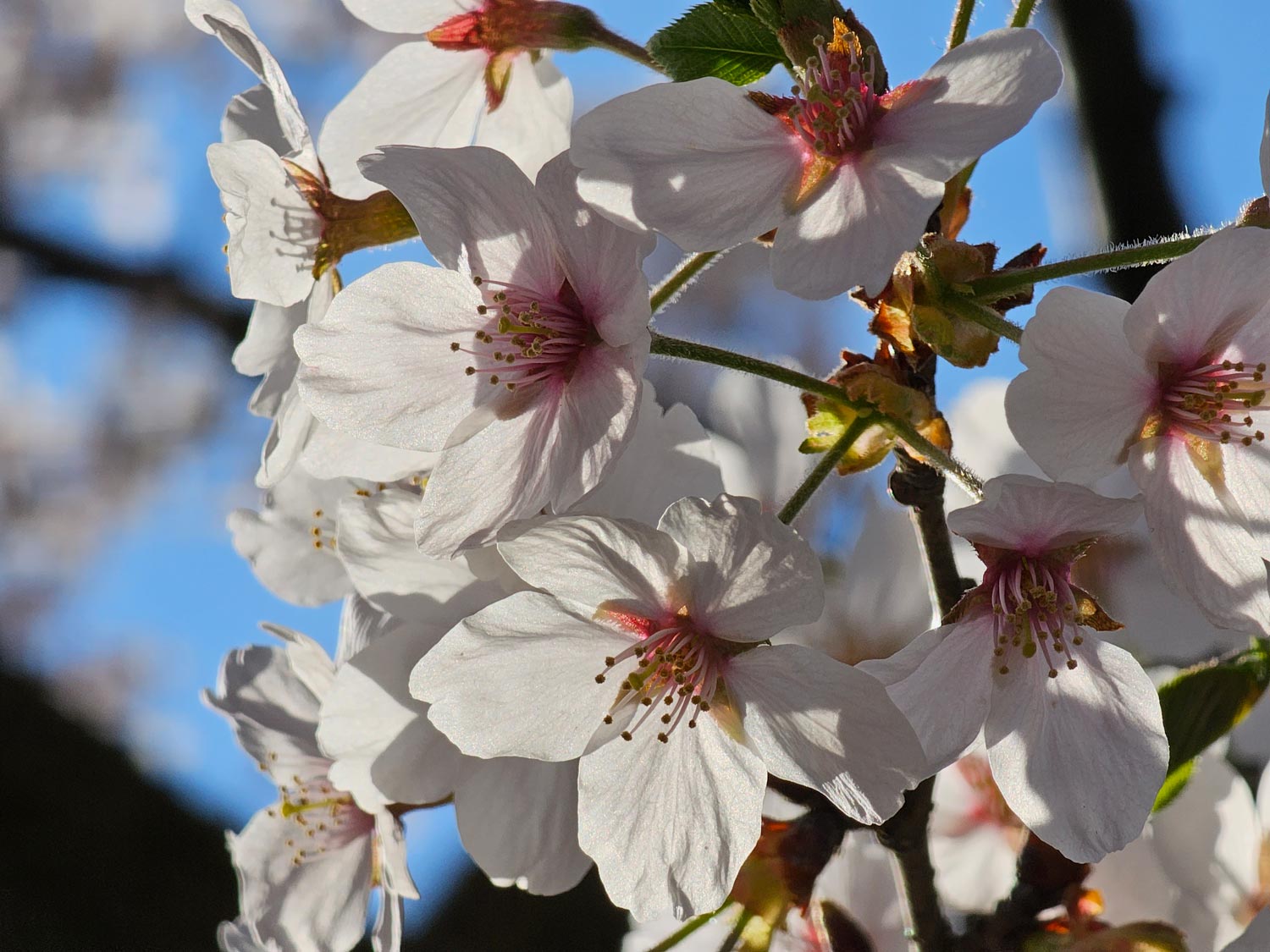 Galaxy S23 Ultra 光学10倍望遠カメラで桜を撮影