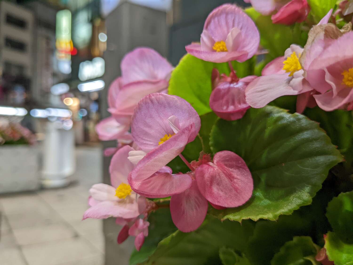 Pixel 6aで夜の花を撮影