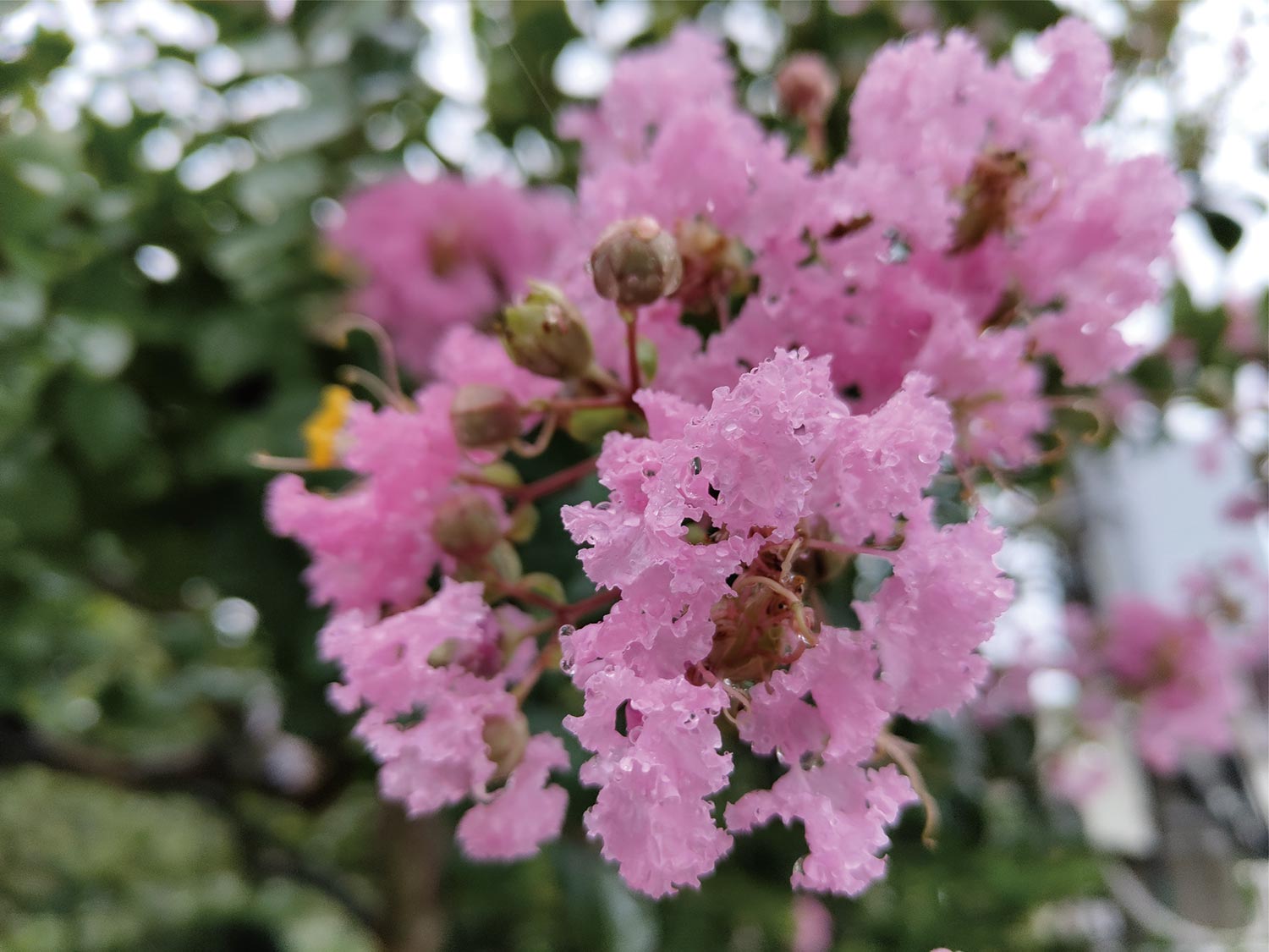 Nothing Phone (1) 広角カメラでピンクの花を撮影