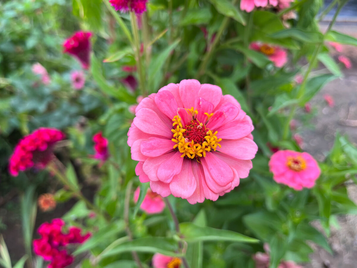 iPhone 13 広角カメラでピンクの花を撮影