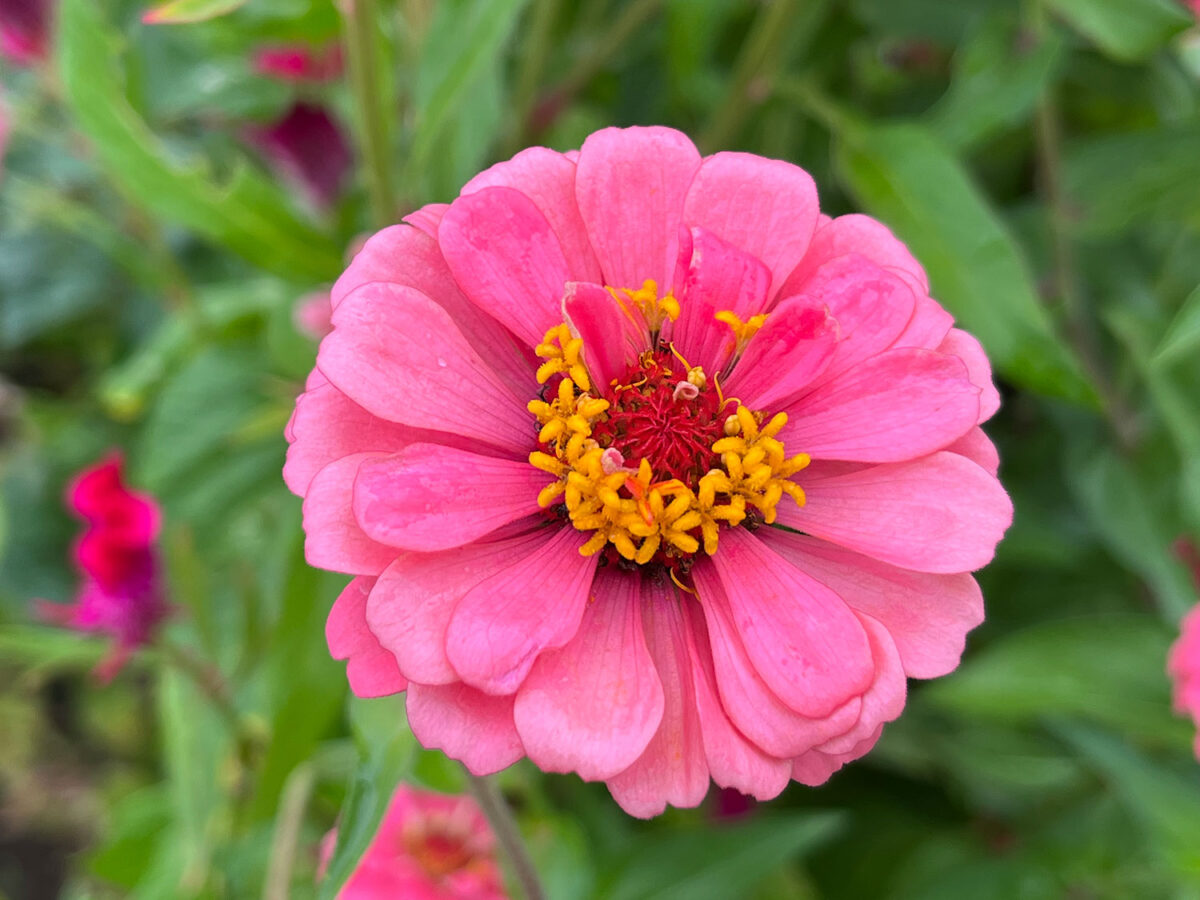 iPhone 13 広角ズーム2倍でピンクの花を撮影