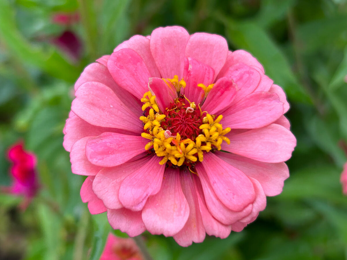 iPhone 14 広角ズーム2倍でピンクの花を撮影