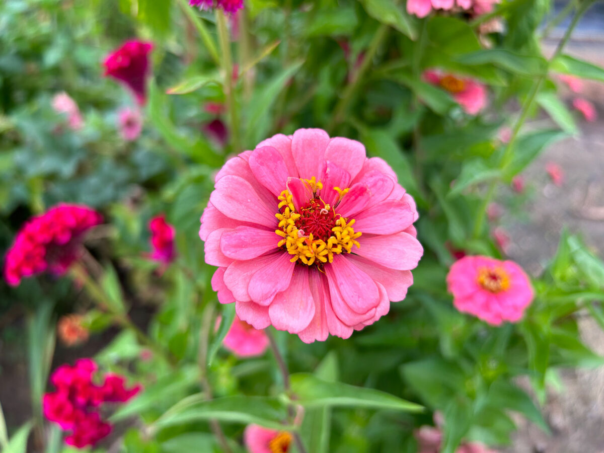 iPhone 14 広角カメラでピンクの花を撮影