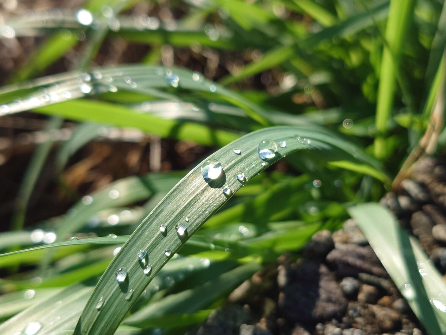 Xperia 5 IV：広角 超解像ズーム×2で水滴を撮影