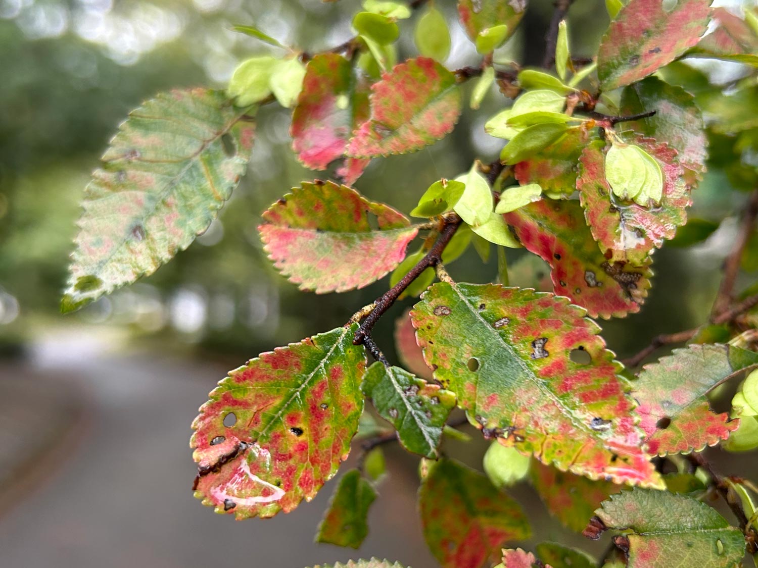 iPhone 14 Plus 広角カメラで紅葉を撮影