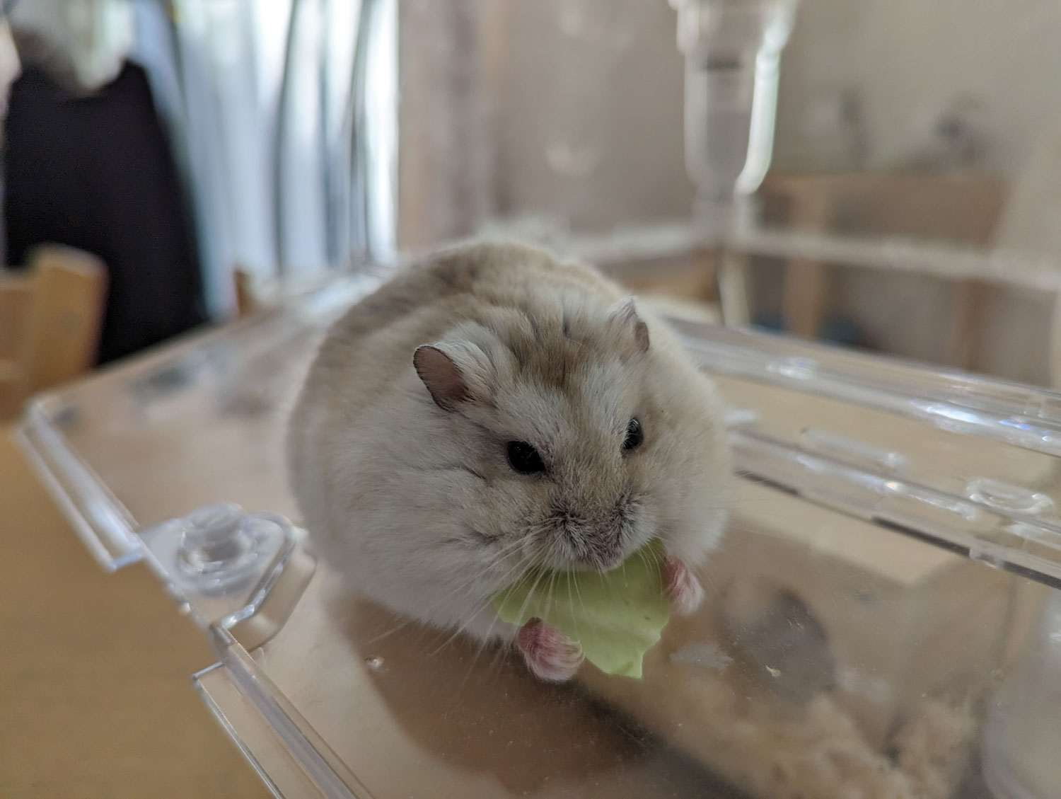 Pixel 7 Pro 広角カメラでハム子さんを撮影