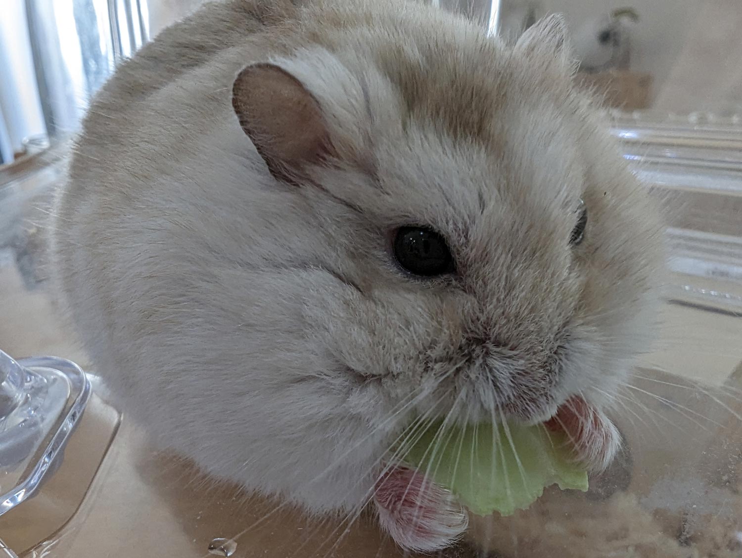 Pixel 7 Pro マクロフォーカスでハム子さんを撮影