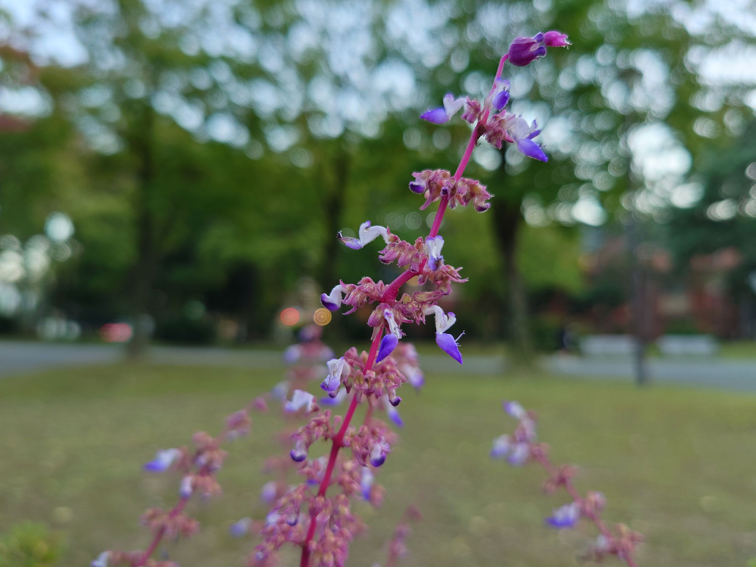 Xperia 5 IV 広角カメラで花を撮影