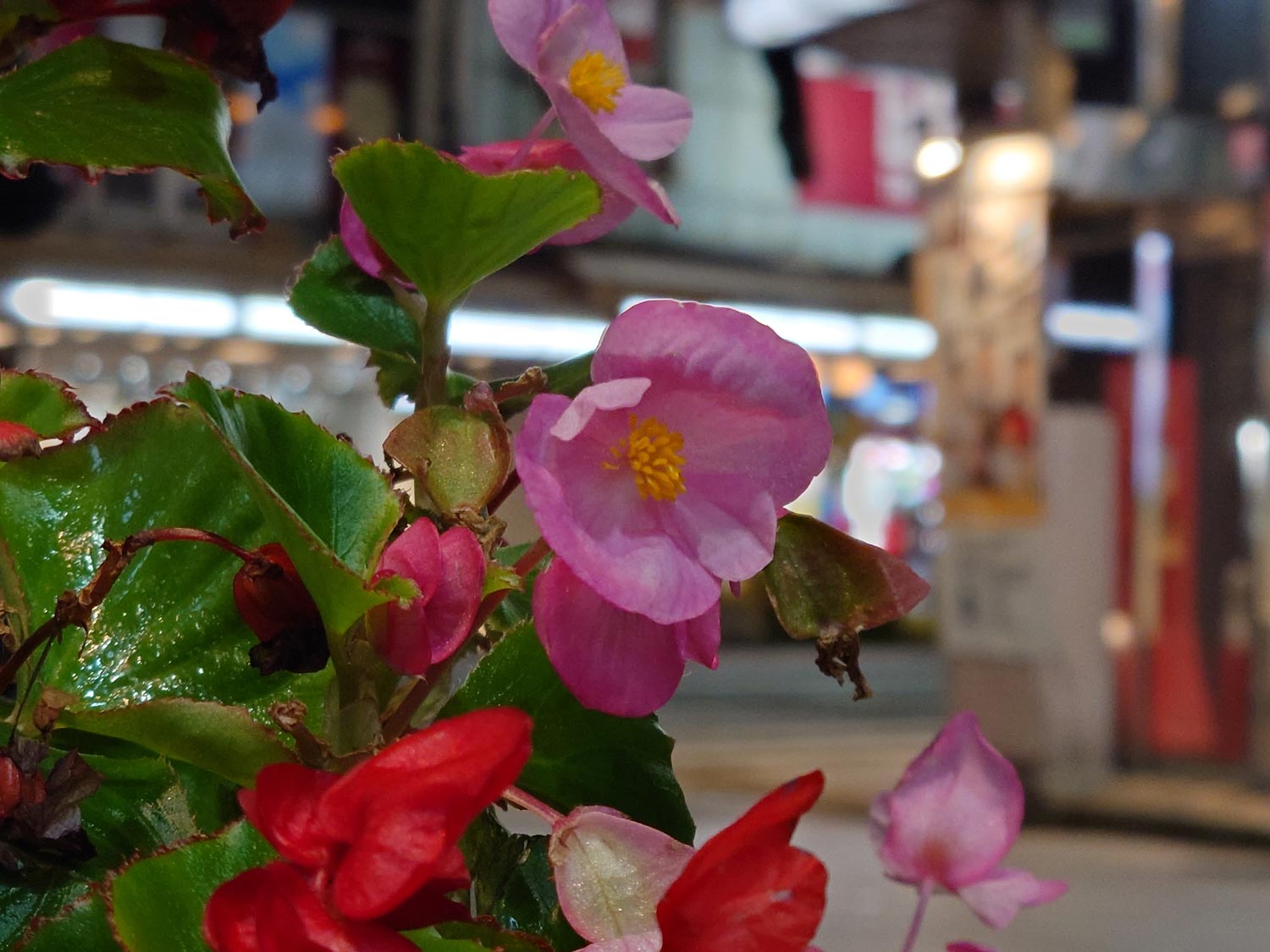 Xperia 5 IV 望遠カメラ（×4.4）で花を撮影