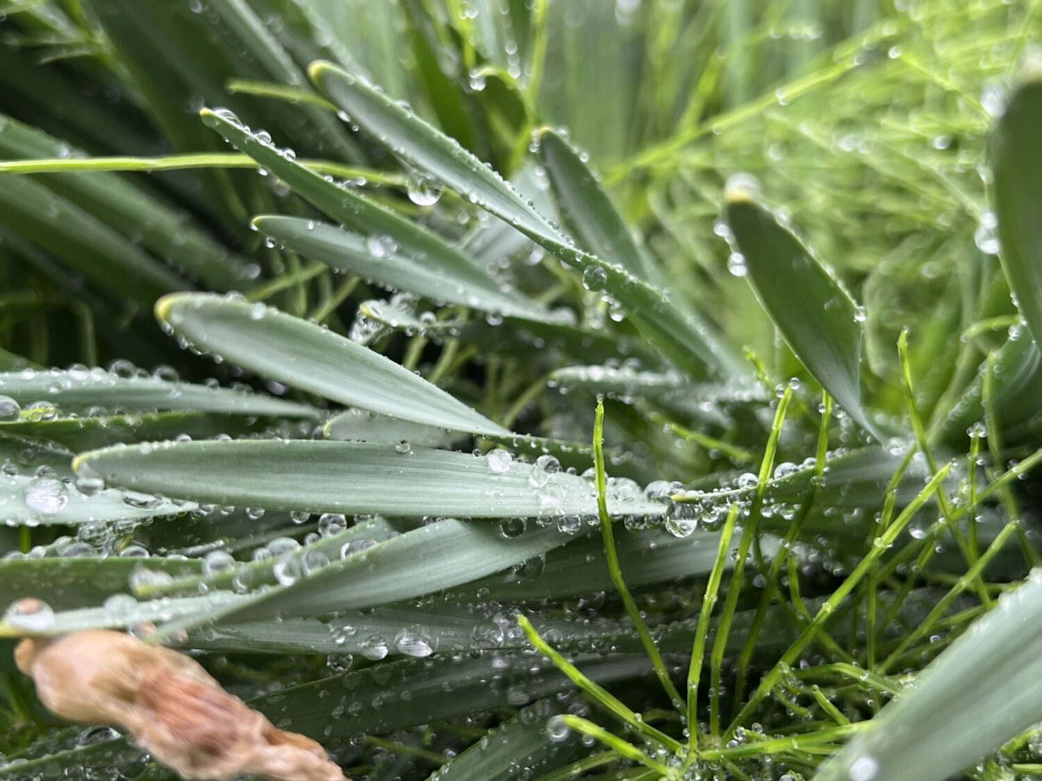 iPhone 13 Pro 広角カメラで葉っぱの水滴を撮影