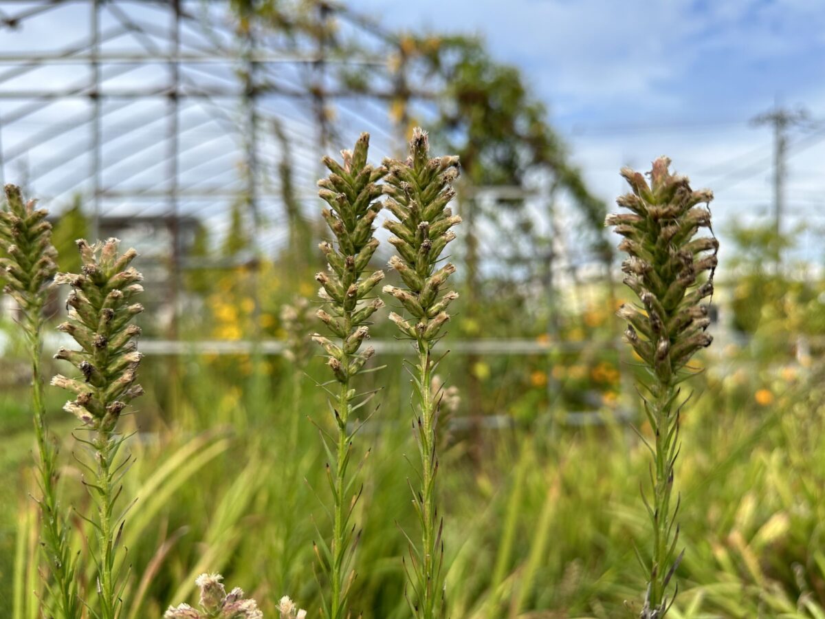 iPhone 14 Pro 広角カメラで植物をよって撮影