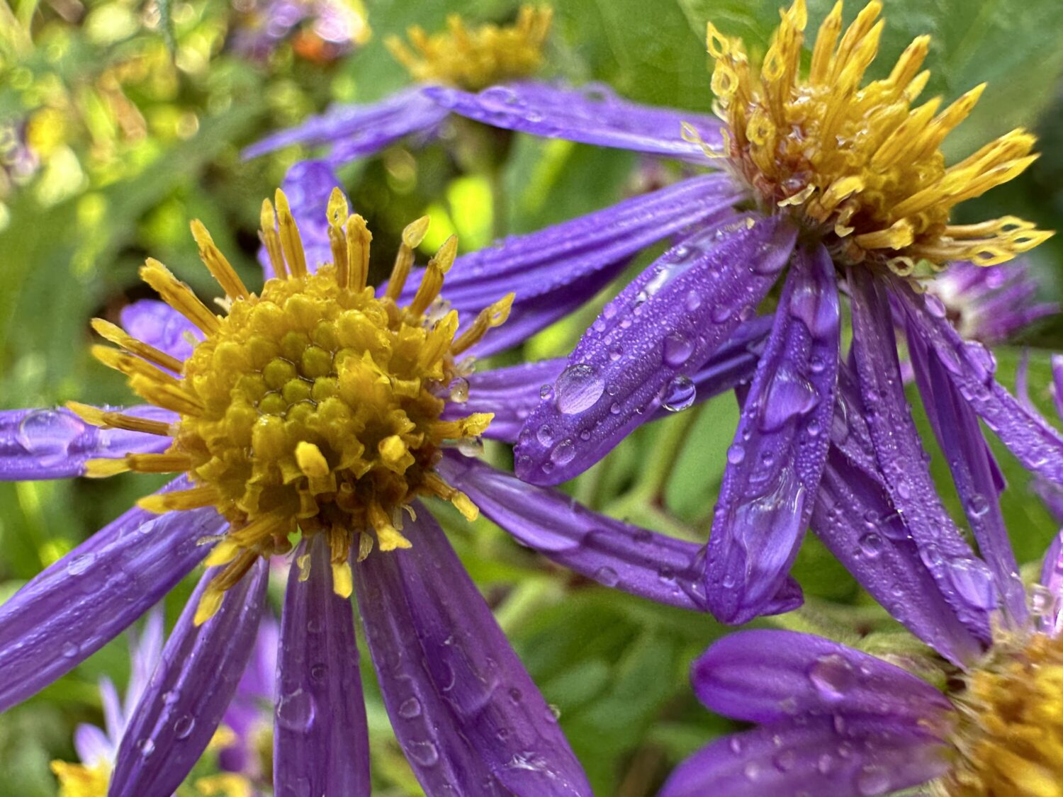 iPhone 14 Pro 超広角マクロで紫の花を撮影