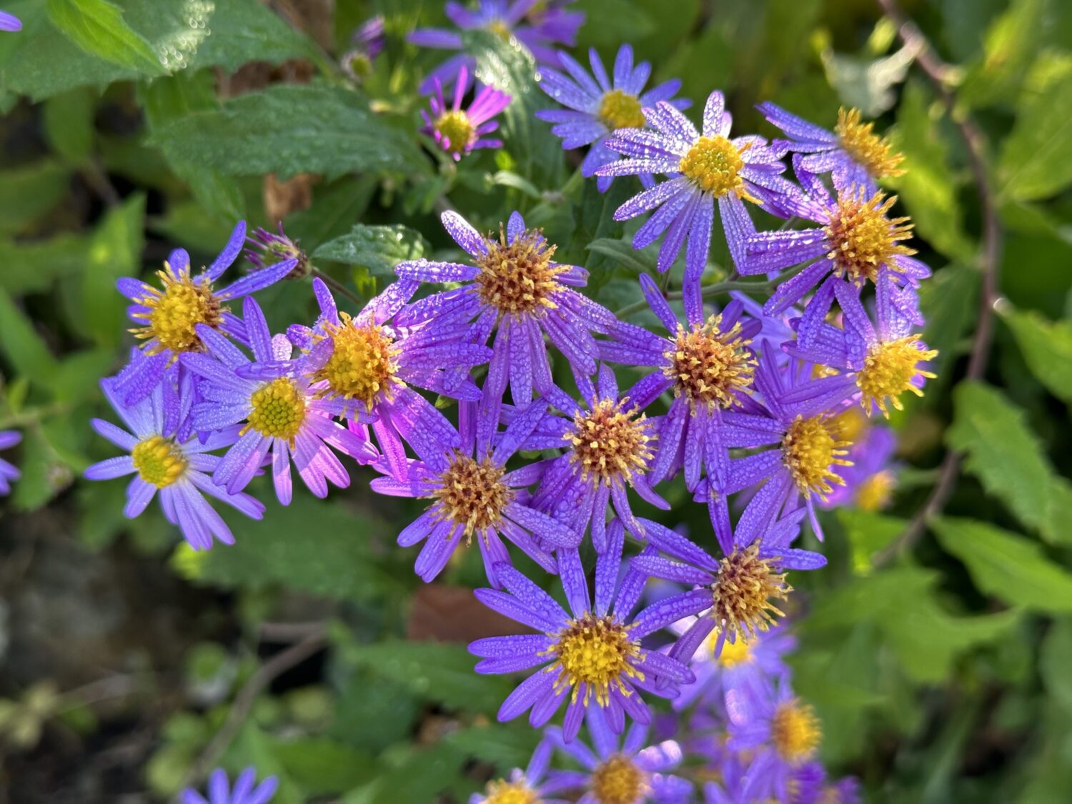 iPhone 14 Pro 広角クロップズームで紫の花を撮影