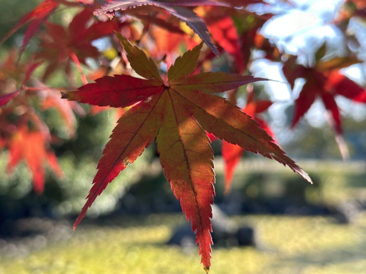 iPhone 14 Pro 広角クロップズームで紅葉を撮影