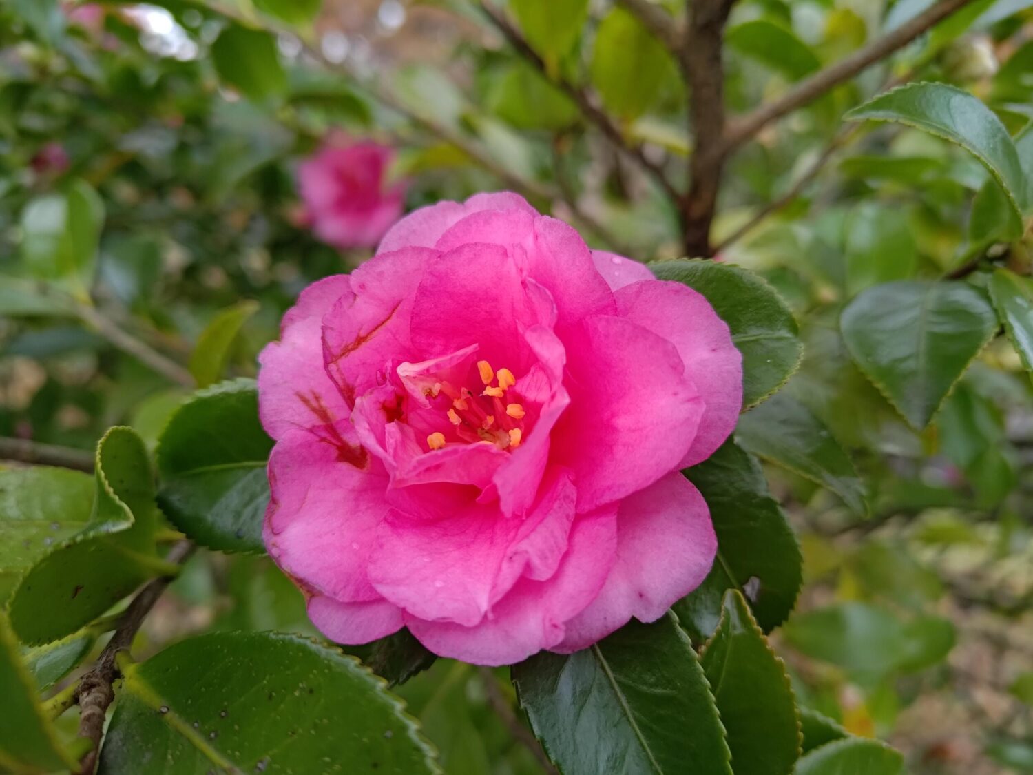Zenfone 9 広角カメラでピンクの花を撮影