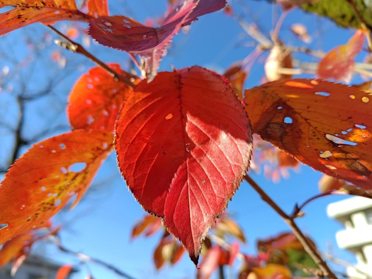 Zenfone 9 広角カメラ紅葉を撮影