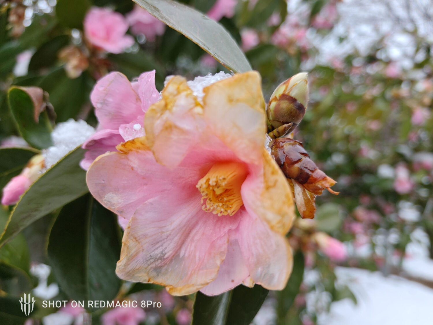 REDMAGIC 8 Pro 広角カメラでピンクの花を撮影