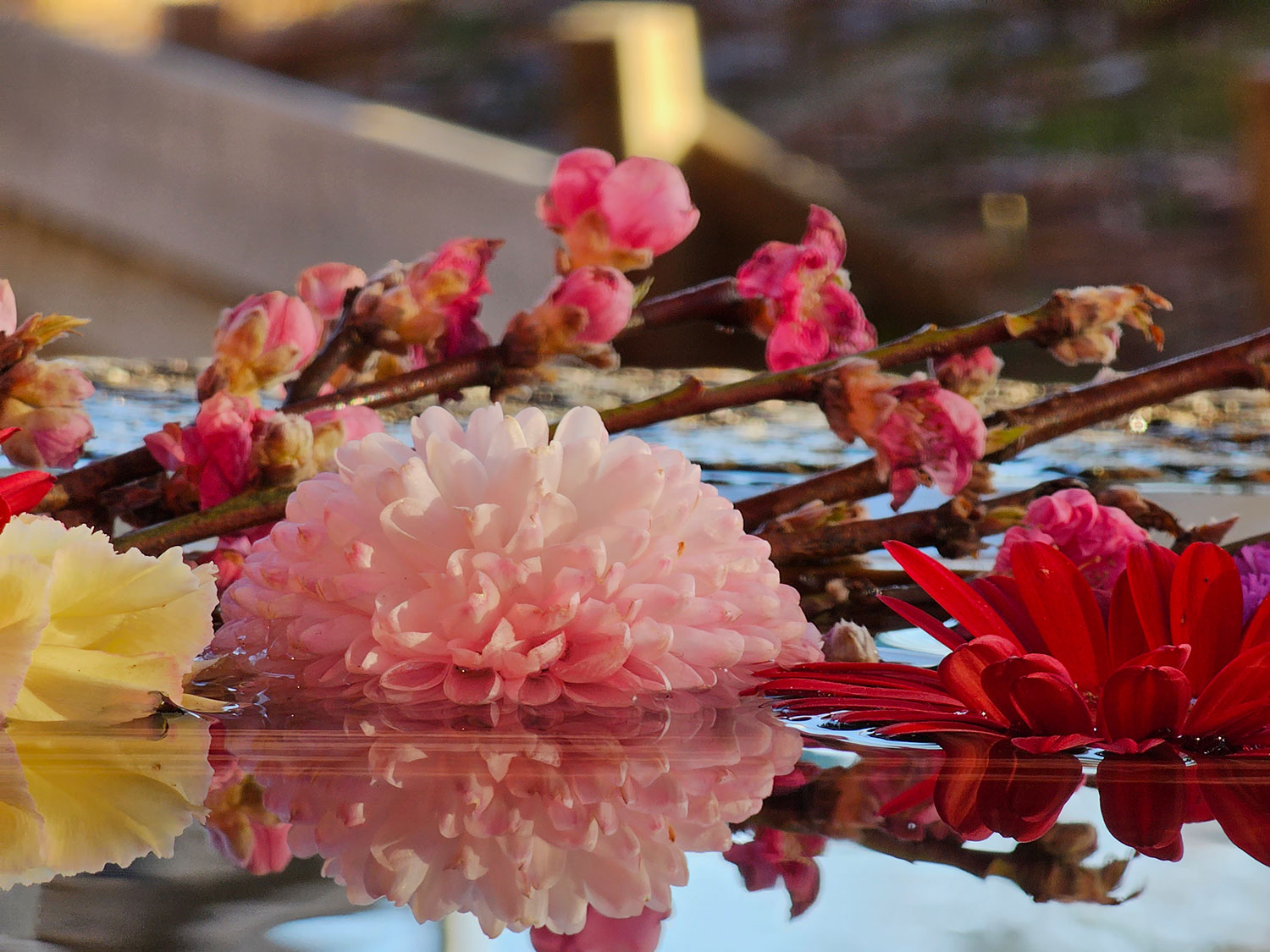 Galaxy S23 Ultra 望遠×10 水に浮かぶ花を撮影