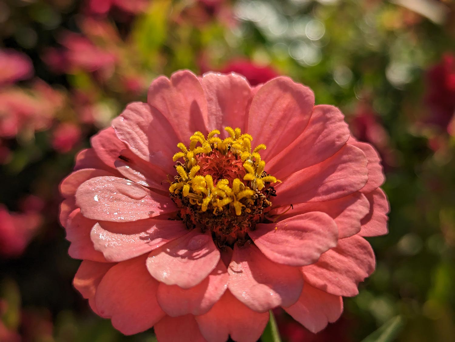 Pixel 7  広角カメラ（×2）でピンクの花を撮影