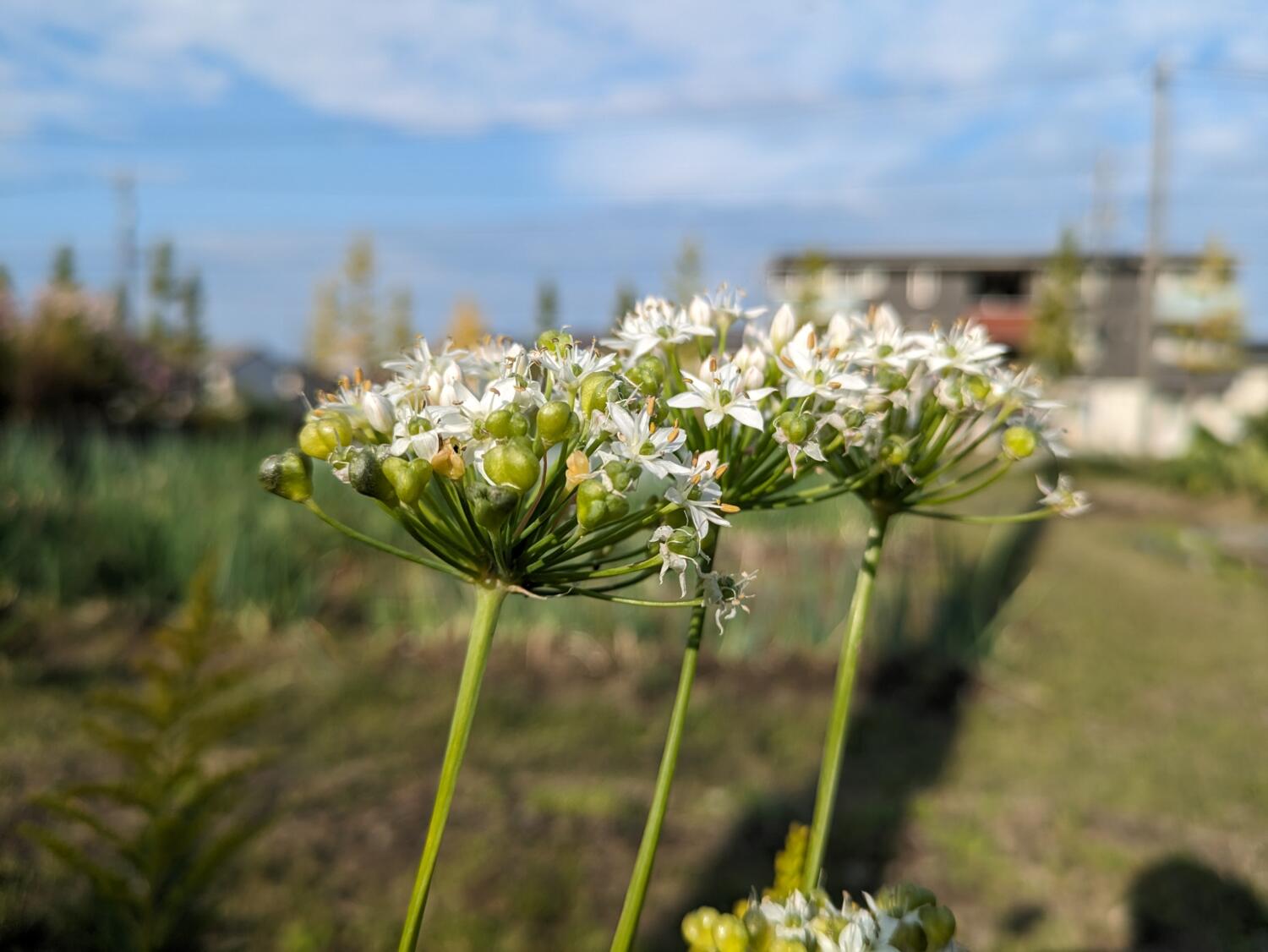 Pixel 7a 広角2倍で花を撮影