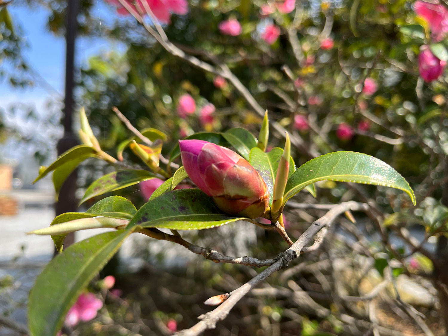 iPhone 13 mini 広角でピンクの花を撮影