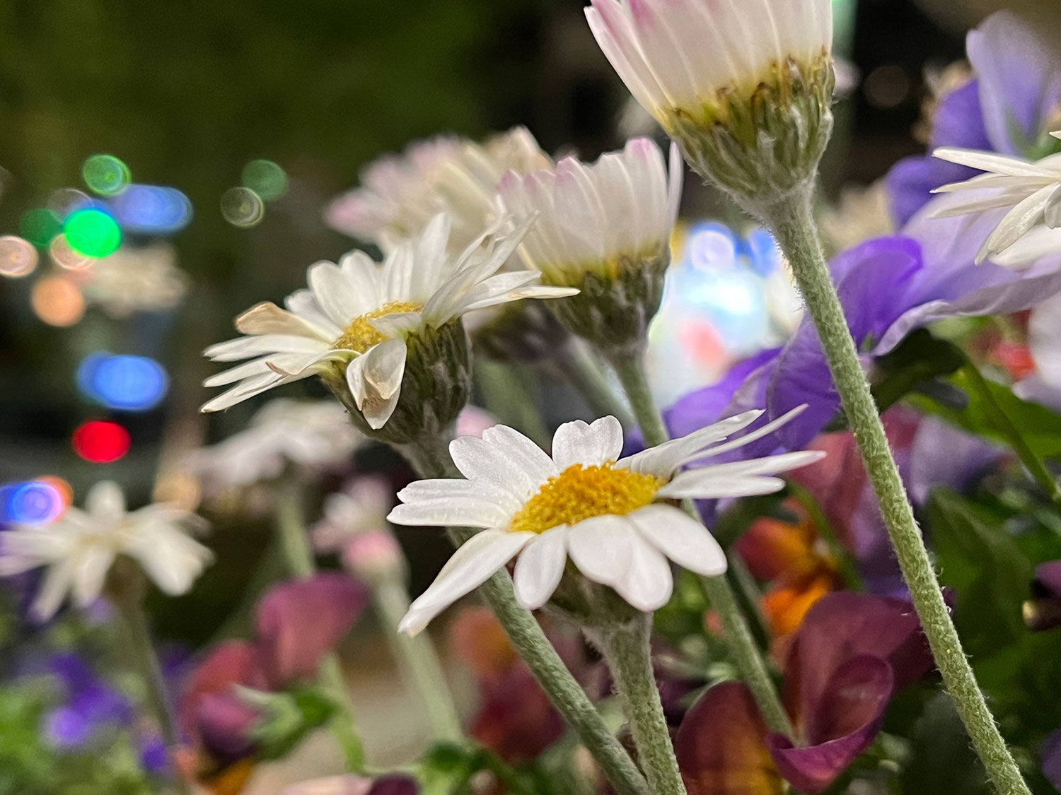 iPhone 13 mini 広角×2で夜の花を撮影