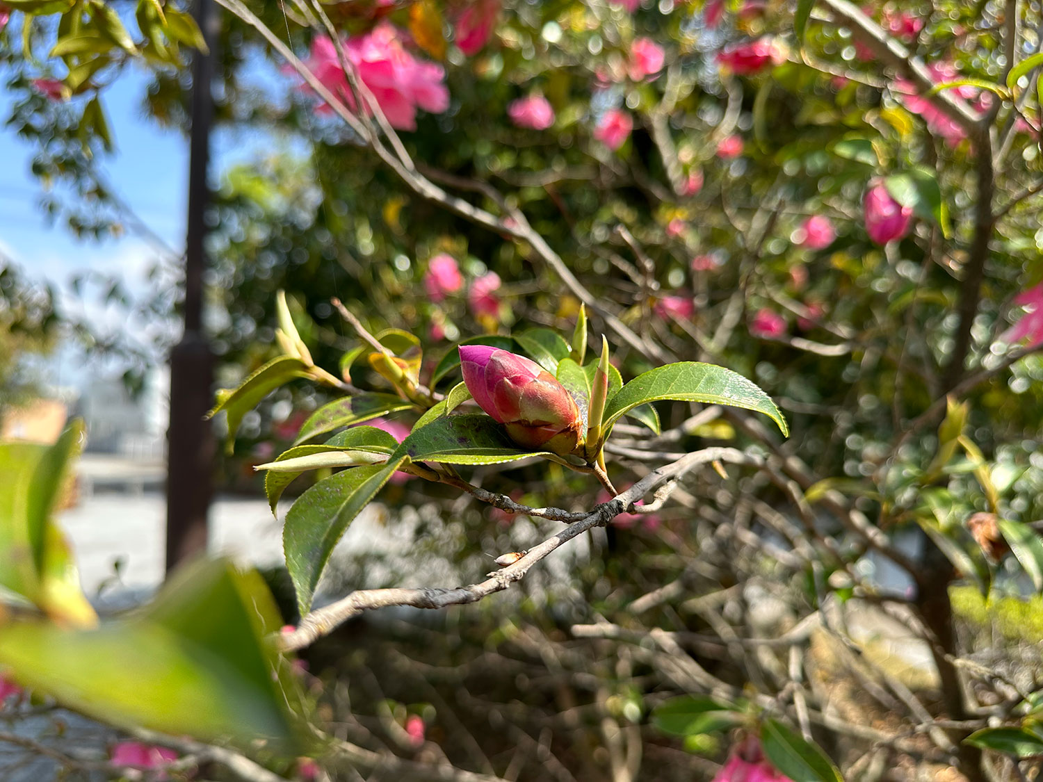 iPhone 14 Pro 広角でピンクの花を撮影