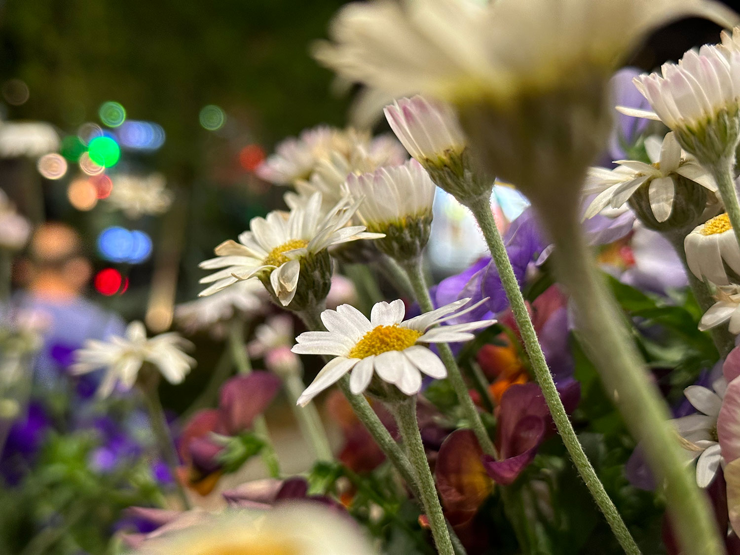 iPhone 14 Pro 広角×3で夜の花を撮影