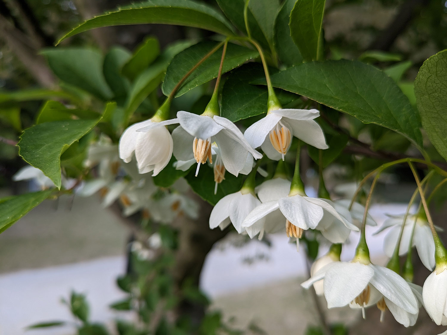 Pixel 7aの広角カメラで白の花を撮影