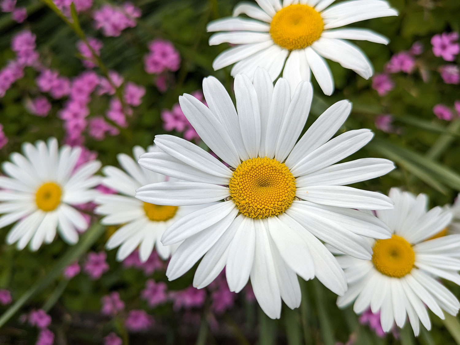 Pixel 7aの広角カメラで白黄色の花を撮影