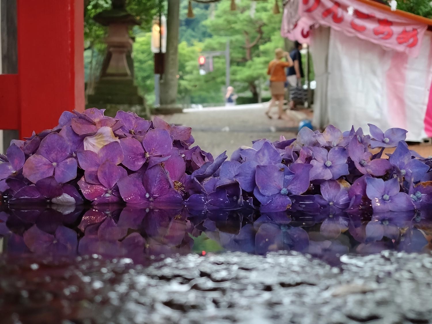 Xperia 10 V 望遠 × 2 水に浮かぶ紫陽花を撮影